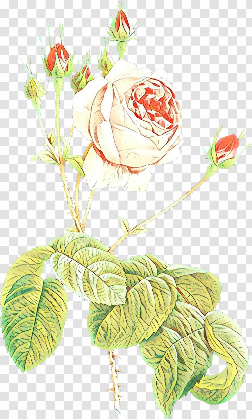 Bouquet Of Flowers Drawing - Floral Design - Rose Family Flowering Plant Transparent PNG