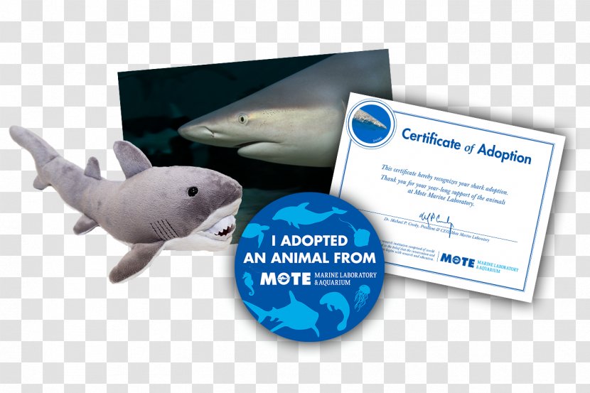 Mote Marine Laboratory Frilled Shark Mammal Public Aquarium Transparent PNG