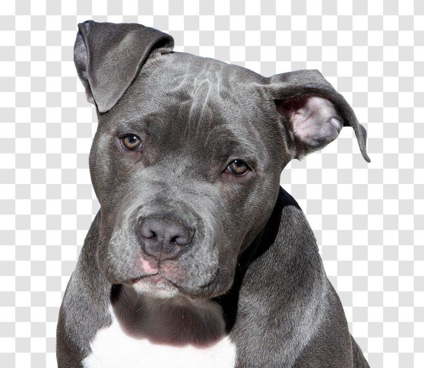 American Pit Bull Terrier Staffordshire Puppy - Snout Transparent PNG