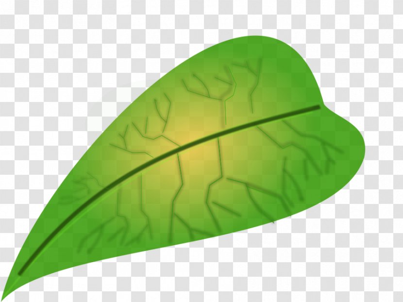 Leaf Biology Clip Art - Scalable Vector Graphics - Big Leaves Cliparts Transparent PNG