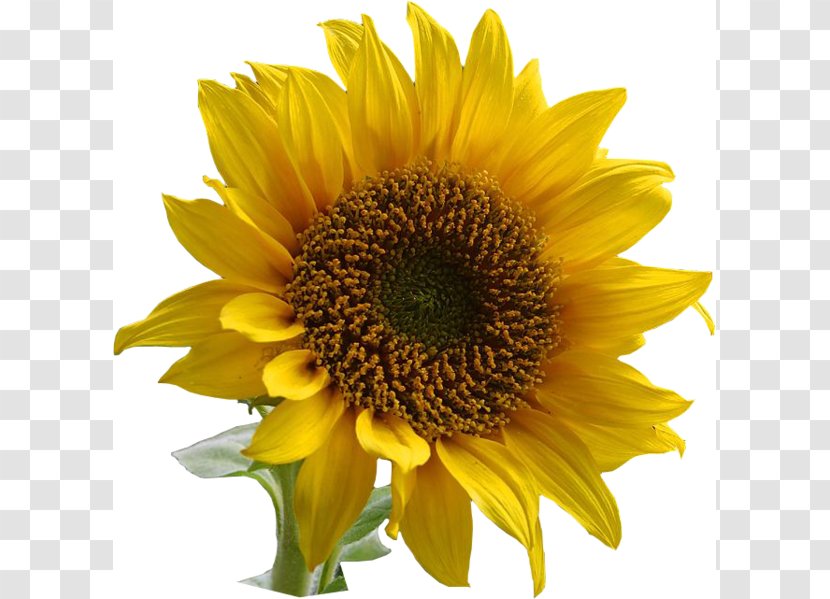 Common Sunflower Clip Art - Yellow - Border Transparent PNG