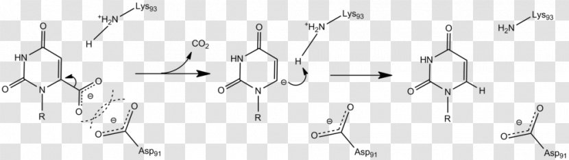 Carbanion Orotidine 5'-phosphate Decarboxylase Decarboxylation 5'-monophosphate Lysine - Frame - Watercolor Transparent PNG