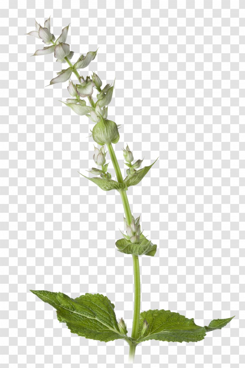 Clary Common Sage Plant English Lavender Stock Photography - Lamiaceae Transparent PNG