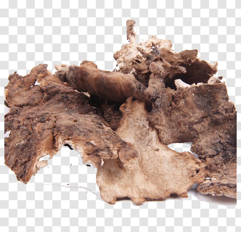 Wolfiporia Extensa Chinese Herbology Traditional Medicine Crude Drug Therapy - Yun Ling Pi Herbs Transparent PNG