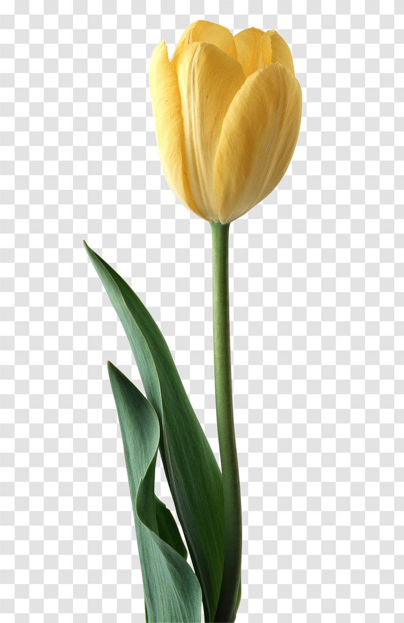 Tulip - Yellow - Coreldraw Transparent PNG