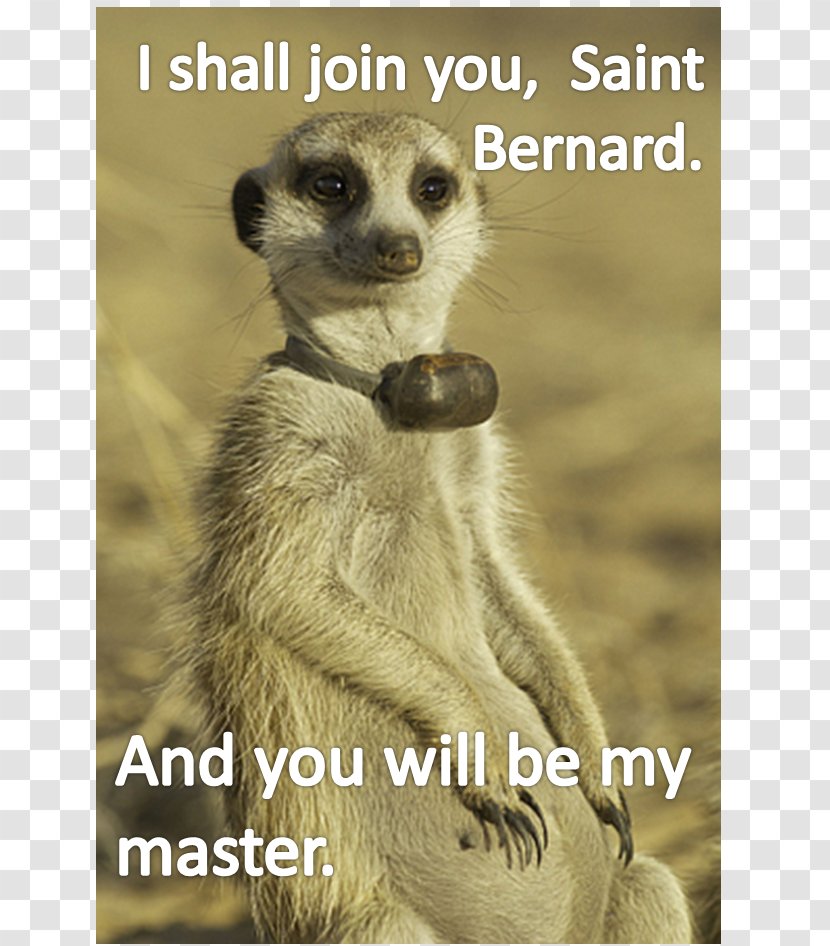 Meerkat Lemurs Kansas City Zoo Monkey Mongoose - Drawing Transparent PNG