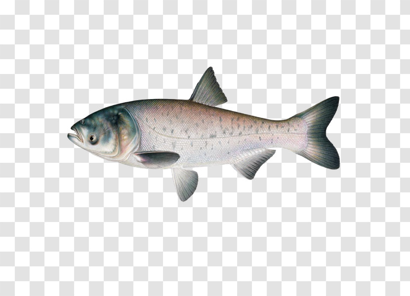 Fish Fish Salmon Trout Coho Transparent PNG