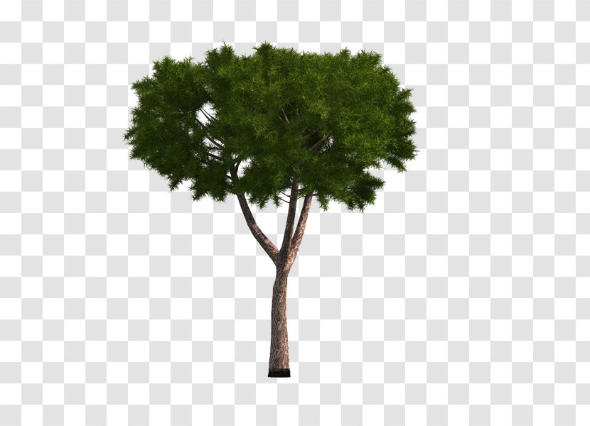 Tree Image Adobe Photoshop Fir - Pinus Thunbergii - Simple Transparent PNG