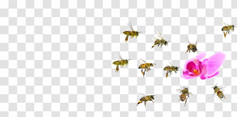 Western Honey Bee Insect Beehive Transparent PNG