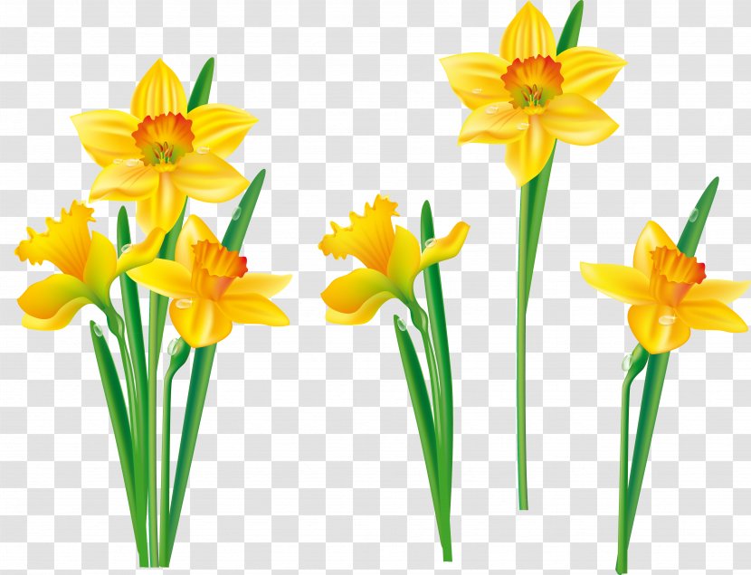 Flower Daffodil Tulip Clip Art - Hand Painted Transparent PNG