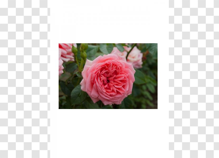 Garden Roses Floribunda Cabbage Rose Mavromatis Nursery Kimono Transparent PNG