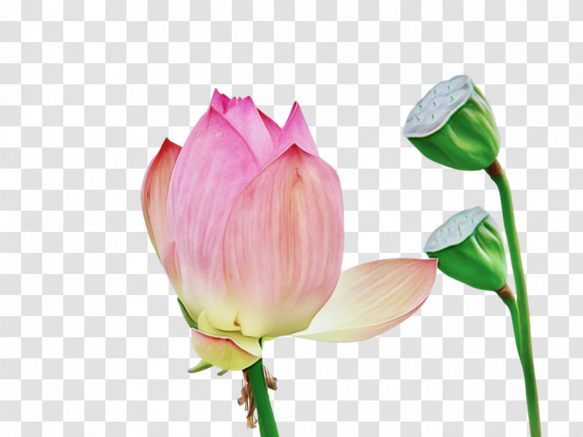 Sacred Lotus Plant Stem Cut Flowers Bud Nelumbonaceae Transparent PNG