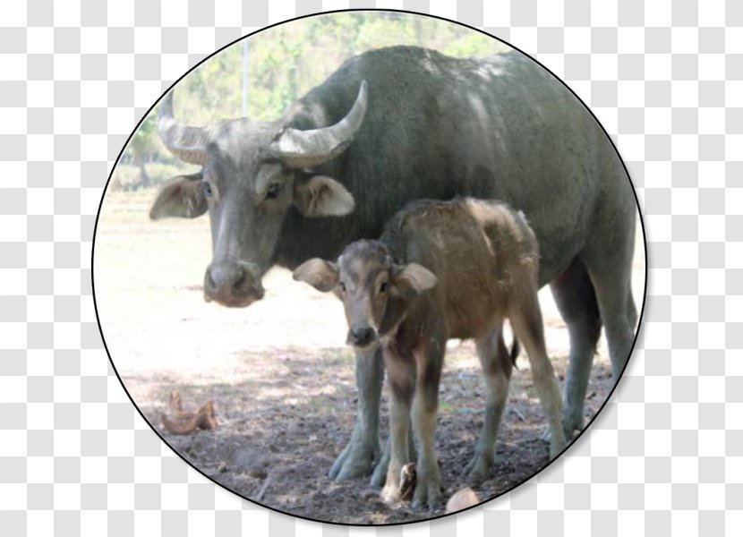 Carabao Goat Philippines Sheep Beef Cattle - Poultry And Livestock Transparent PNG