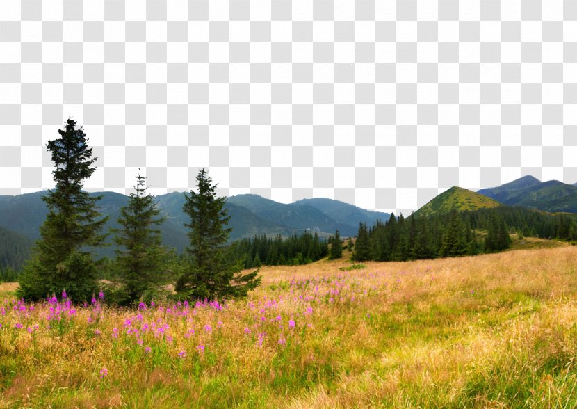 Flower Sky Cloud Mountain Tree - Autumn Realistic Field Poster Design Transparent PNG