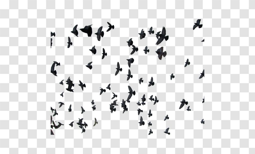 Rock Dove Homing Pigeon Clip Art - Animal Migration - Tiff Transparent PNG