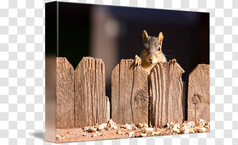 Stock Photography Royalty-free Fence - Squirrel Cute Transparent PNG