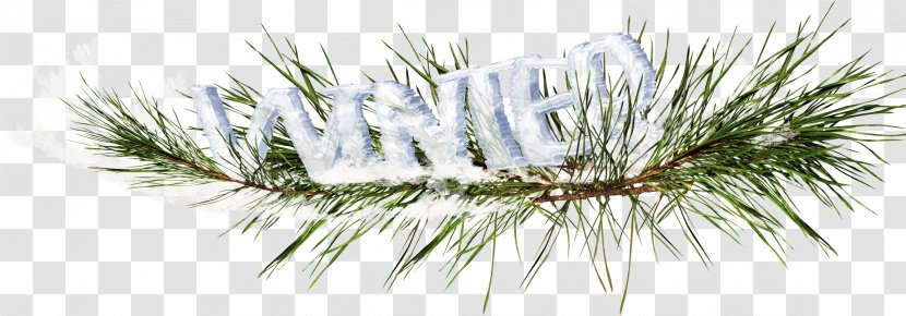 Fir Pine Tree - Spruce - Snow-covered Transparent PNG
