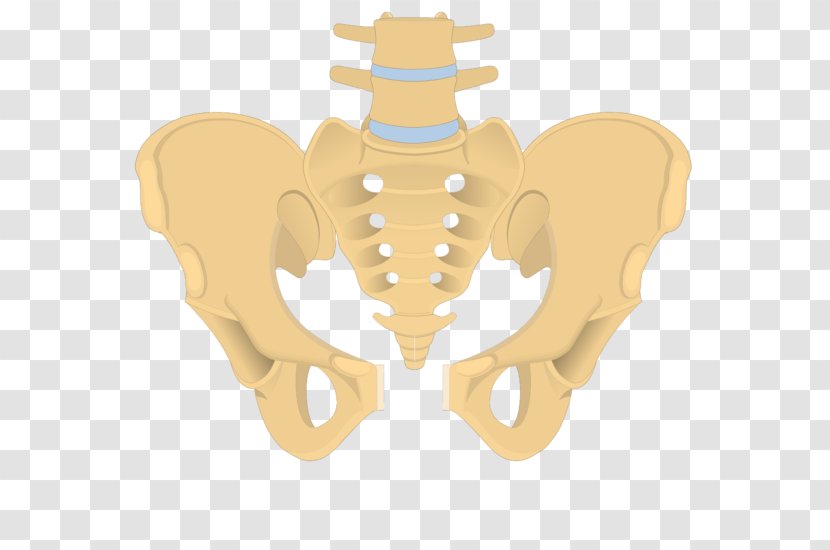 Hip Bone Sacrum Ilium Obturator Foramen Pubis - Heart Transparent PNG