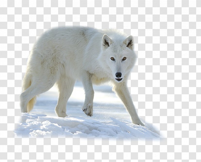 Alaskan Tundra Wolf Greenland Dog Arctic Fox - Long Tail - Canis Lupus Familiaris Transparent PNG