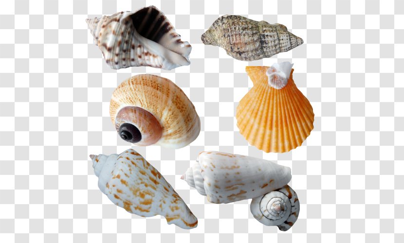 Cockle Seashell Sea Snail Conchology - Clams Oysters Mussels And Scallops Transparent PNG