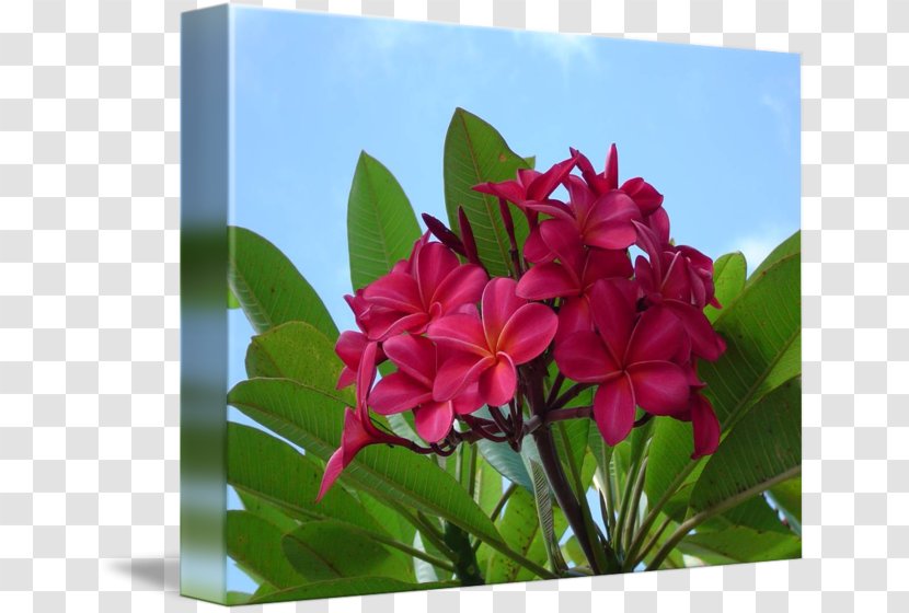 Wildflower Flora Petal Plant - Plumeria Transparent PNG