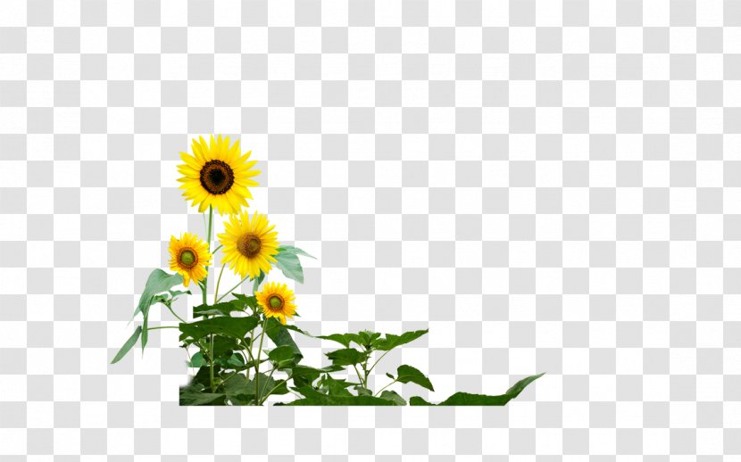 Common Sunflower Download - Google Images Transparent PNG