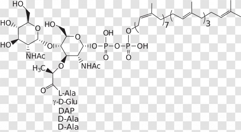 Lipid II Peptidoglycan A Cholesterol - White Transparent PNG