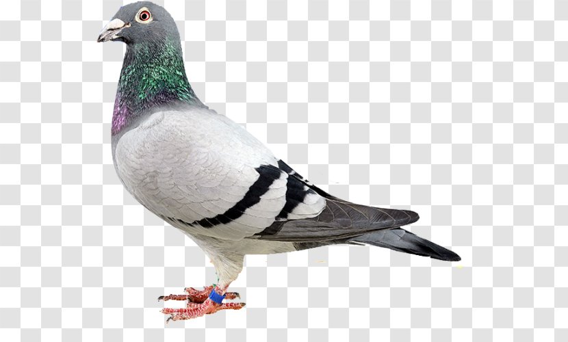 Luzhou District Homing Pigeon Columbidae Sanchong Stock Dove - Wing Transparent PNG