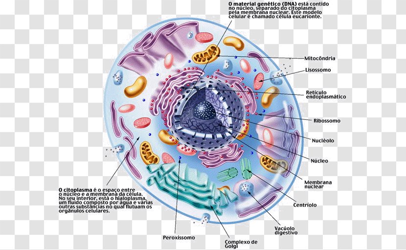 Cell Cèl·lula Eucariota Ribosome Eukaryote Animal - Heart - Diafragma Transparent PNG