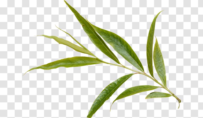 Branch Leaf Plant Tree - Herbalism Transparent PNG