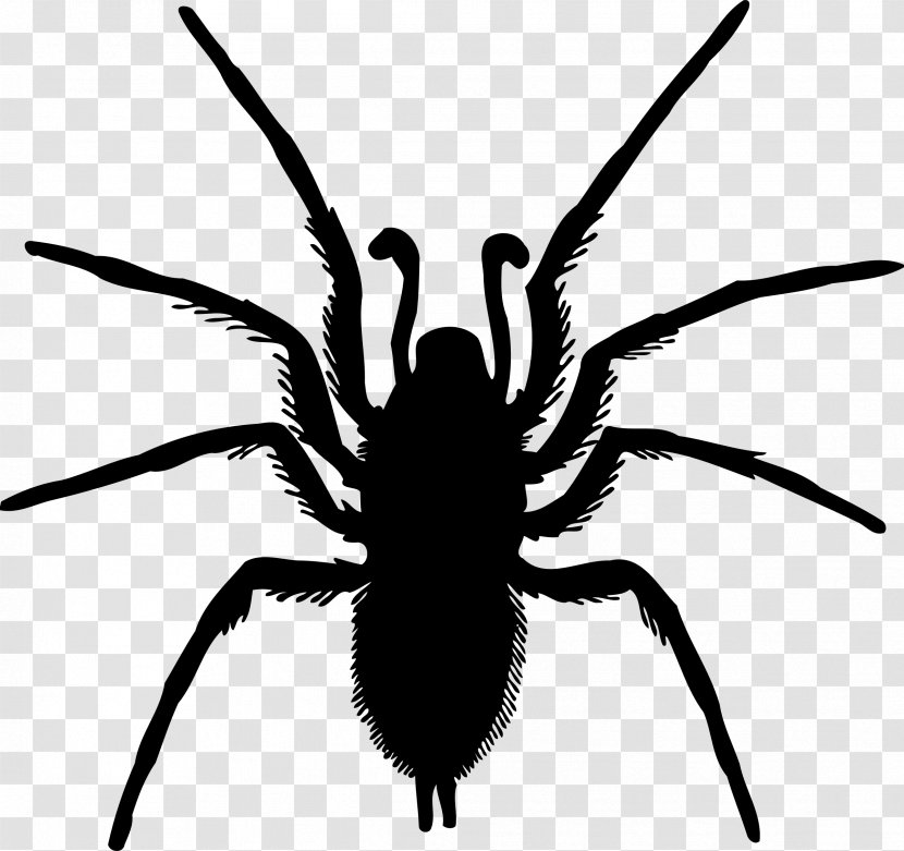 Spider-Man Clip Art Drawing - Black - Organism Transparent PNG
