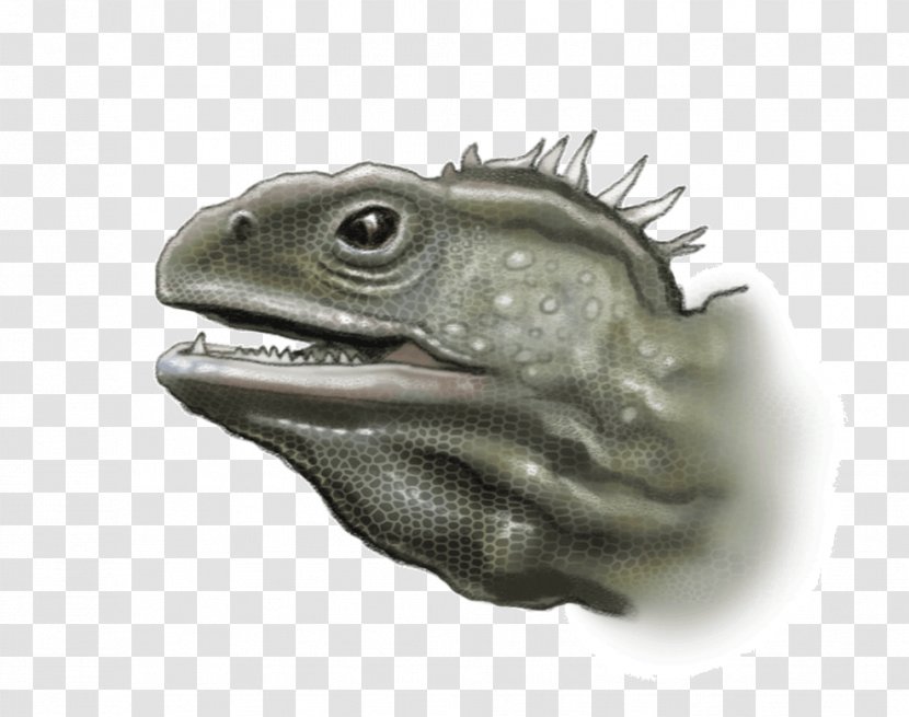 Reptile From Moa To Dinosaurs: Explore And Discover Ancient New Zealand Tuatara - Dinosaurs That Live Today Transparent PNG