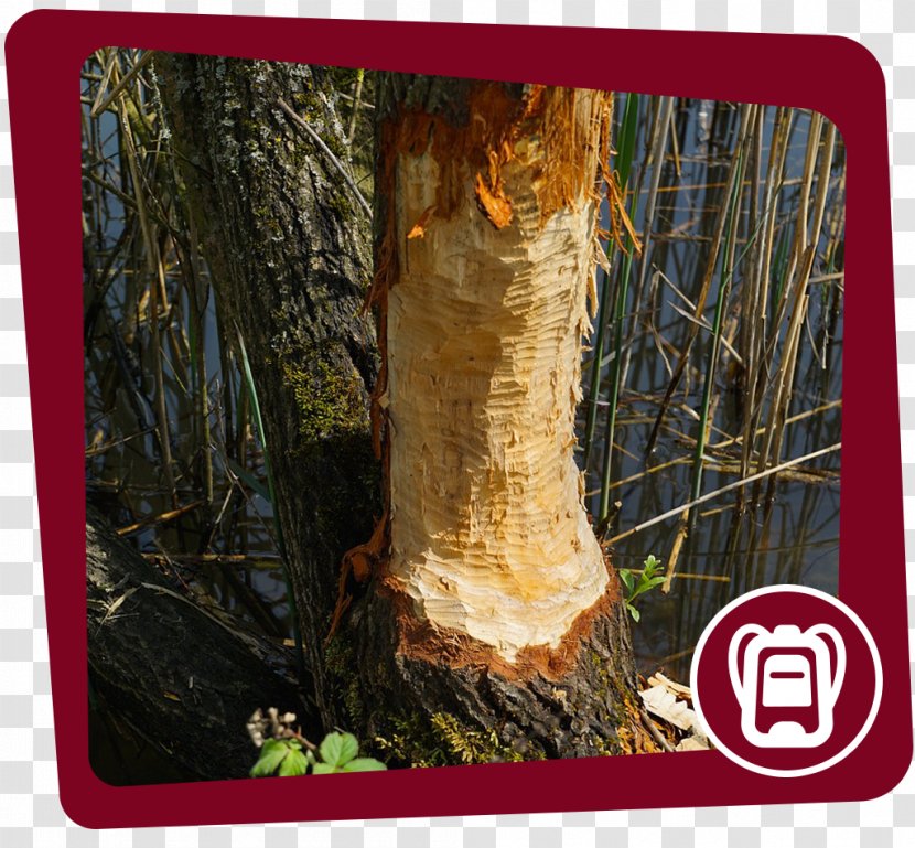 Beaver Trunk Wood Tree Bark - Botany Transparent PNG