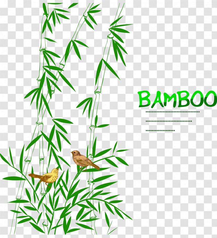 Bamboo Bird Drawing Trees - Plant Stem - Decoration Transparent PNG