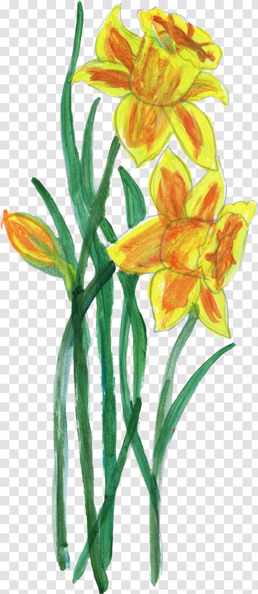 Flower Plant Stem Lilium - Cut Flowers - Paint Transparent PNG