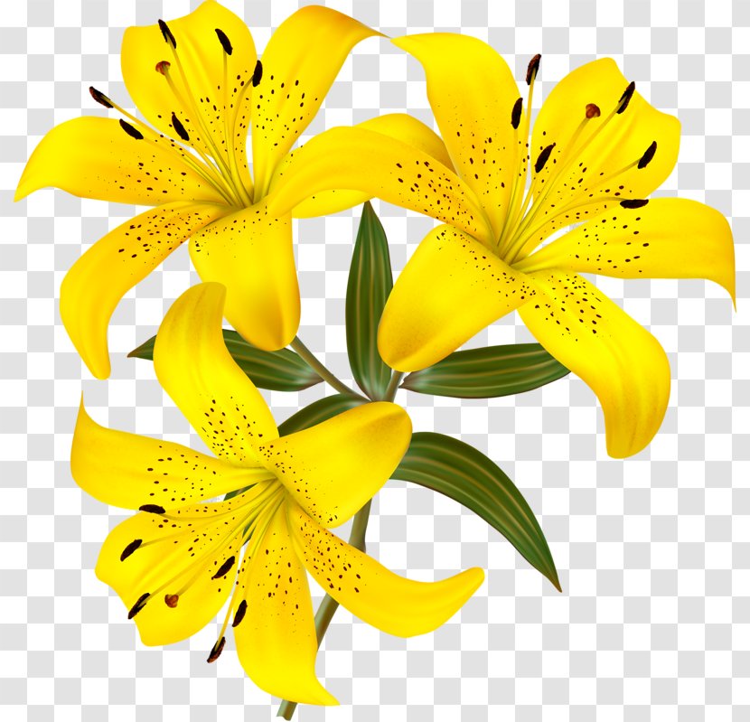 Flower Lilium Clip Art - Yellow Transparent PNG