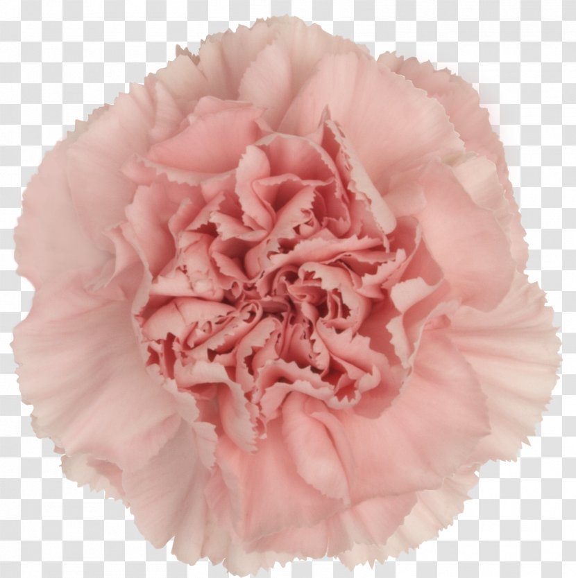 Carnation Cut Flowers Vase Life Yekaterinburg - Rosa Centifolia - Flower Transparent PNG