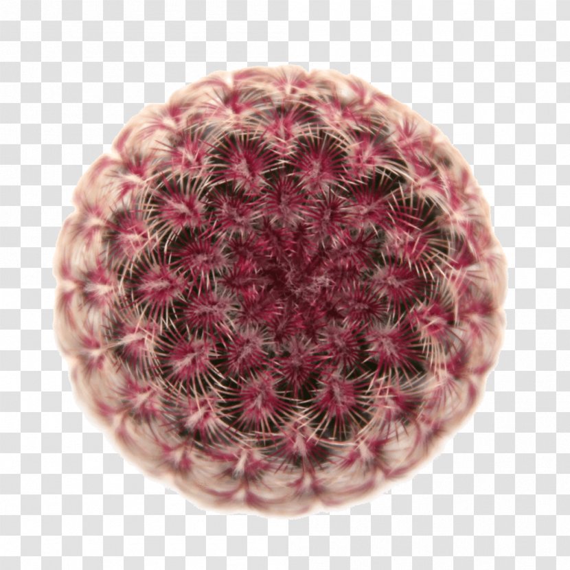 Soil Echinocereus Rigidissimus Magenta Light - Porosity Transparent PNG