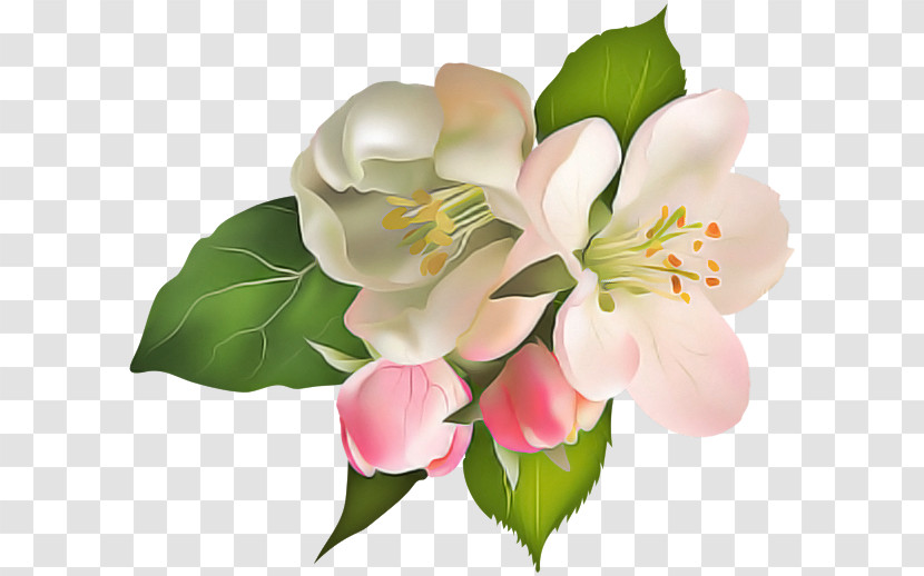 Lily Of The Incas Cut Flowers Petal Flower Transparent PNG