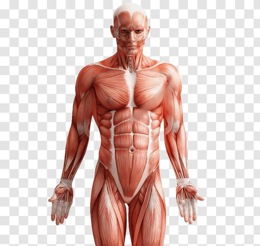 Groin Pain Human Body Back - Frame - Anatomi Transparent PNG