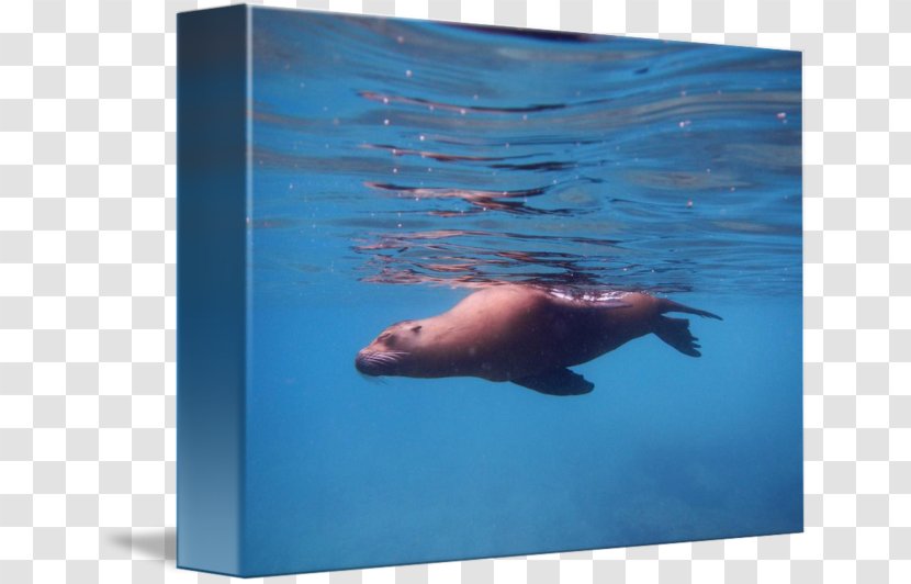 Sea Lion Walrus Underwater Dolphin - Biology Transparent PNG