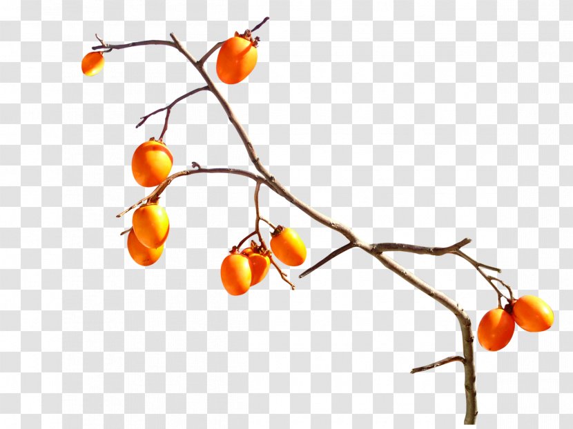Fruit Persimmon Orange Tangerine - Tree Transparent PNG