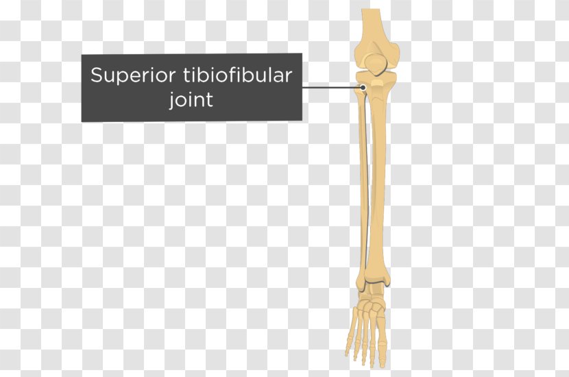 Product Design Cutlery - Tibia Bone Transparent PNG