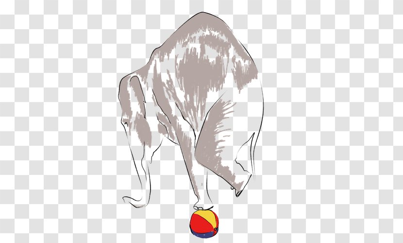 Drawing Paper Elephantidae Circus - Cartoon Transparent PNG