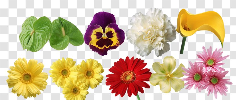 Flower Chrysanthemum Computer File - Photography - Flowers Transparent PNG