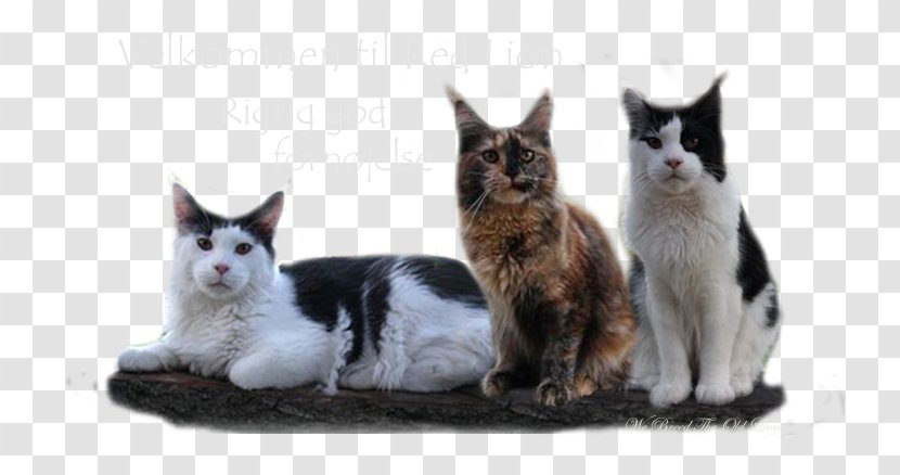 Whiskers Maine Coon Kitten Dog Breed Transparent PNG