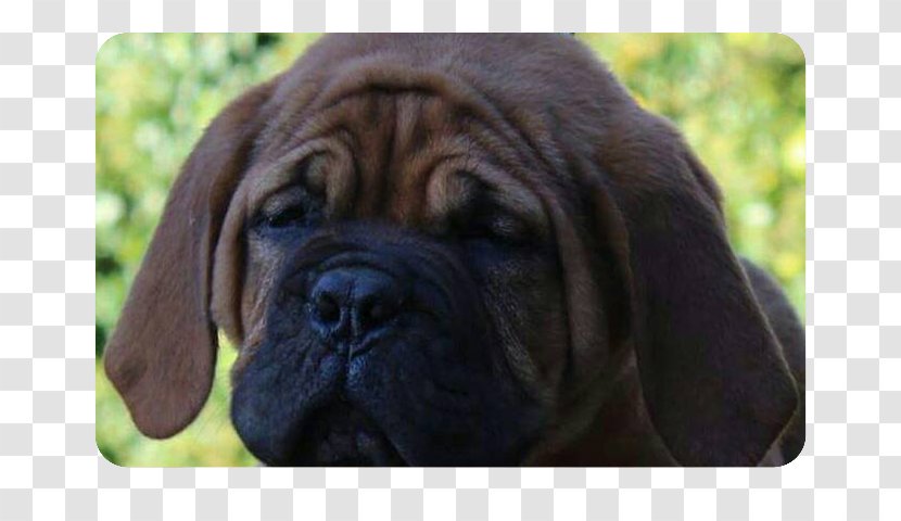 Puggle Bullmastiff Fila Brasileiro Boerboel Tosa - Dog Breed - Dogue De Bordeaux Transparent PNG