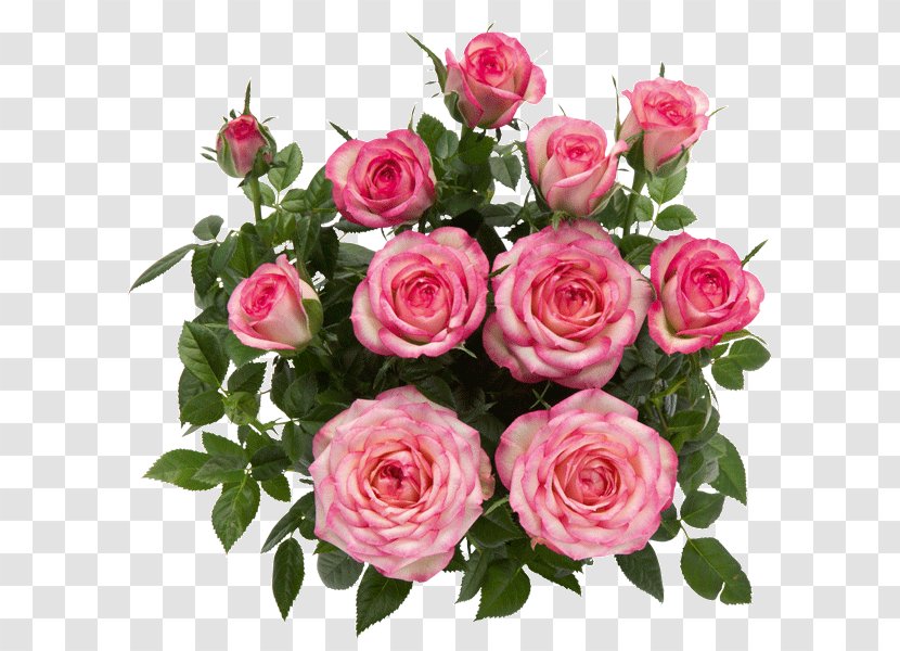 Rosa Danica A/S Garden Roses Flower Pink - Music Producer - Rose Transparent PNG
