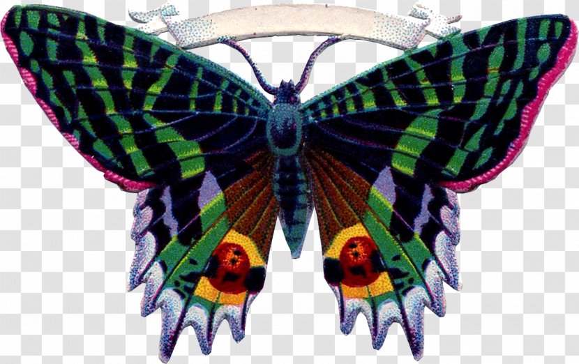 Monarch Butterfly Moth - Invertebrate Transparent PNG