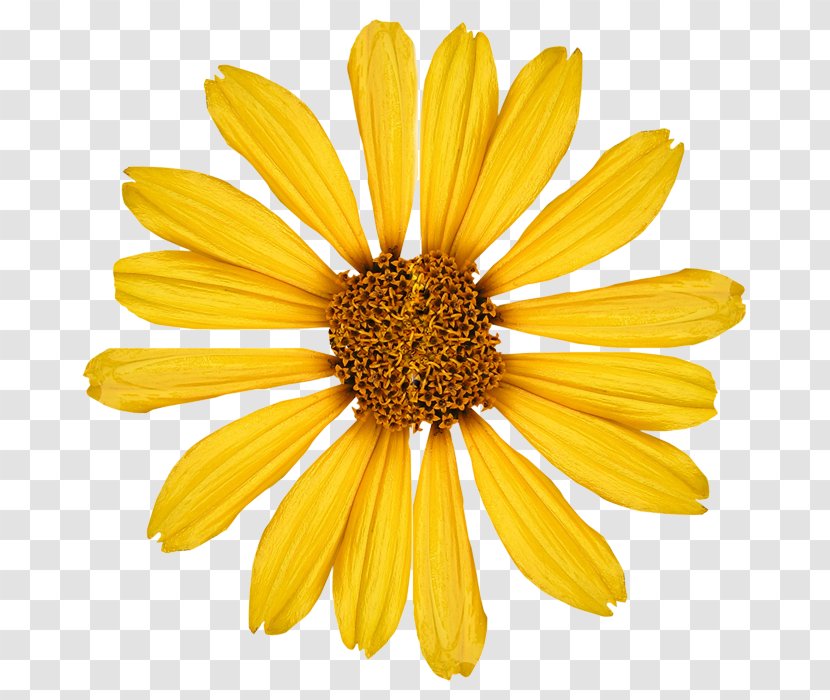 Yellow Common Sunflower Photography - Daisy Family - Underbrush 14 0 1 Transparent PNG